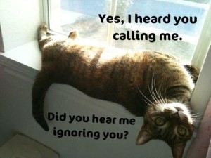 Yes, I heard you calling me ...